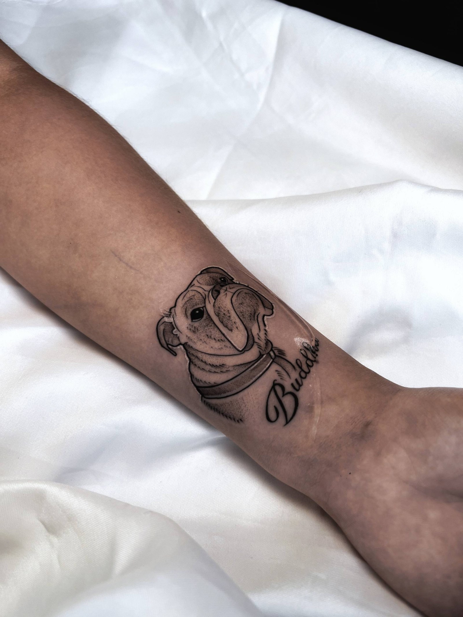 Cat Portrait with Bow Arm Tattoo | Micro Realism Istanbul