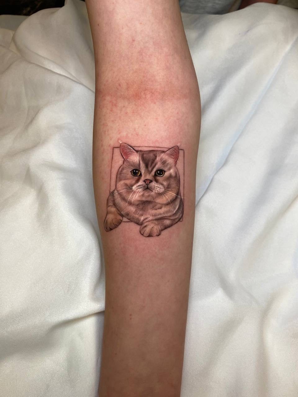 Gerahmtes Katzenporträt Armtattoo | Schwarz-Grau Mikro-Realismus Istanbul - Tattoo | Bosphorus Ink Portfolio